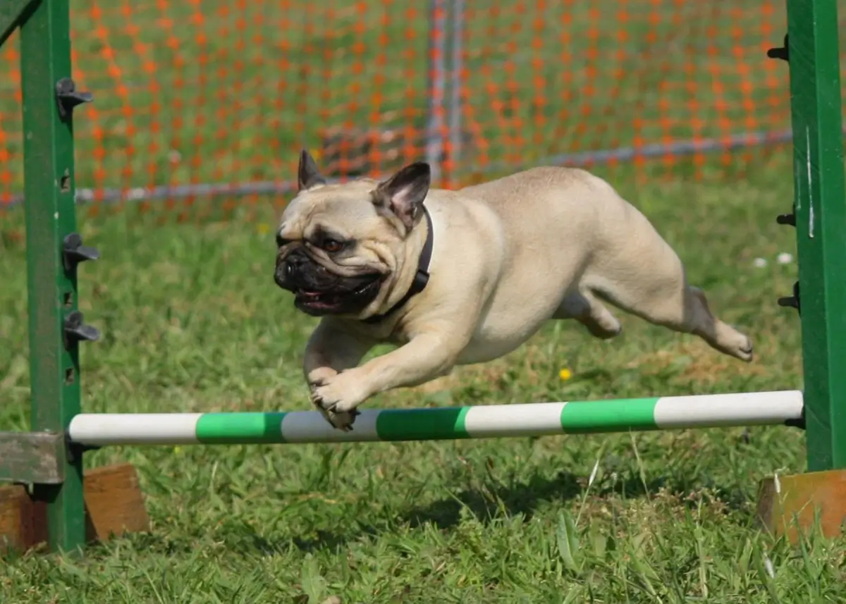 frenchbulldog.agility (1).webp