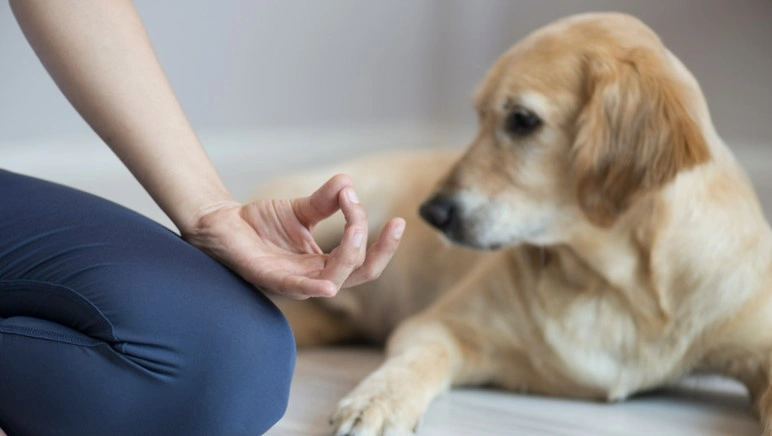 A Labrador Retriever looks on as a person meditates