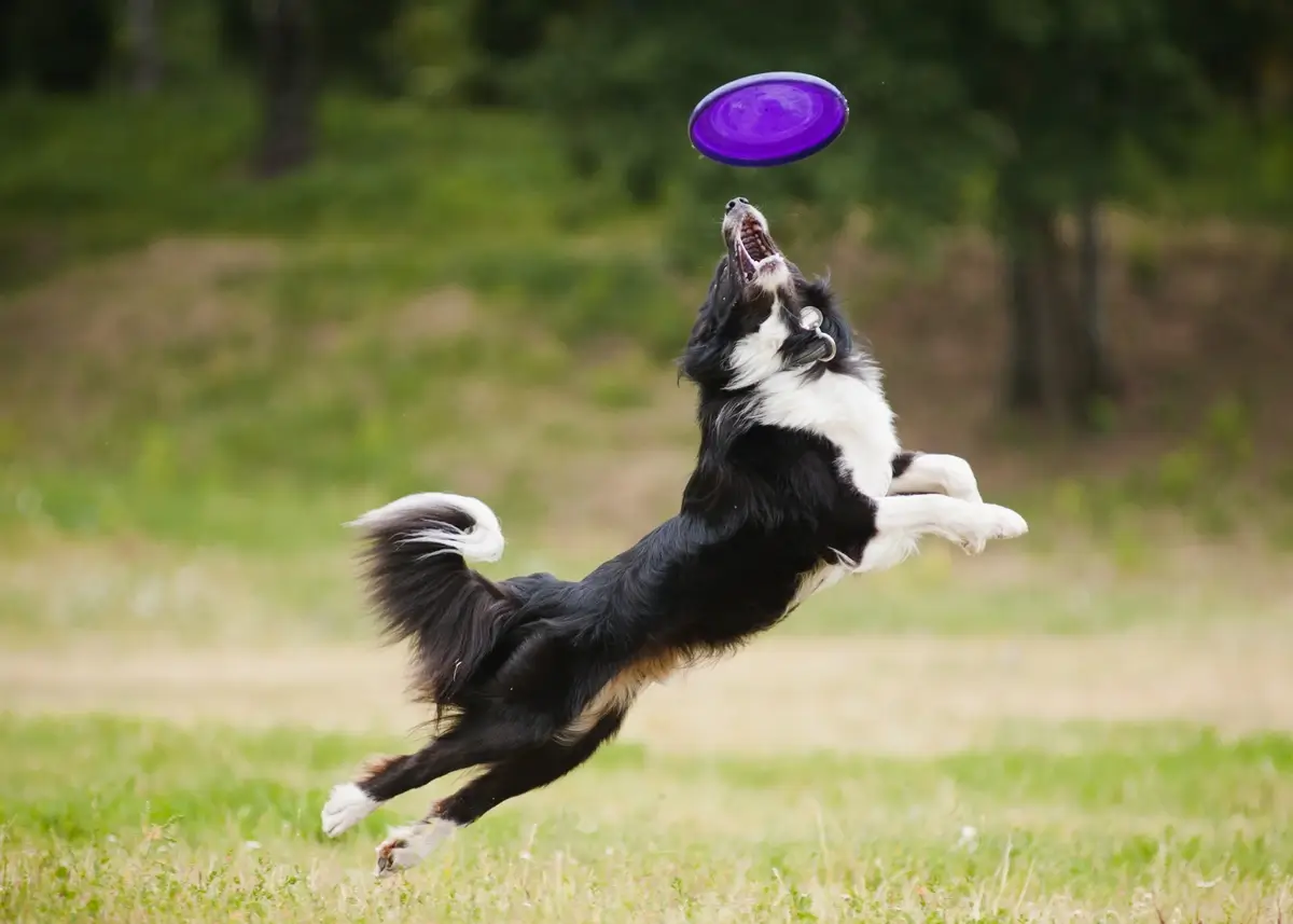 frisbee.collie (1).webp