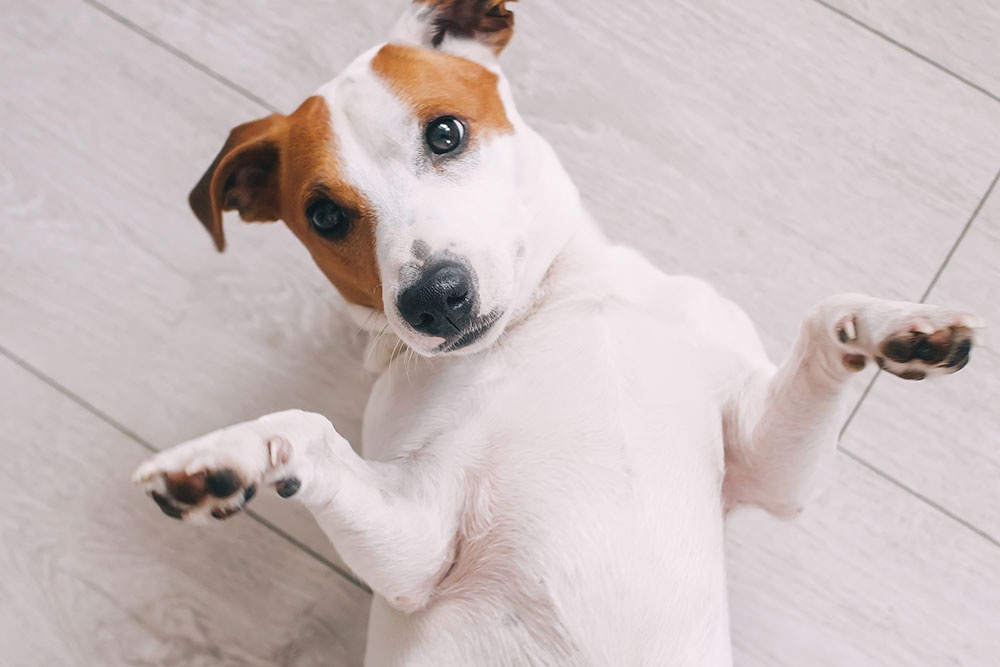 do probiotics help dogs with ibd