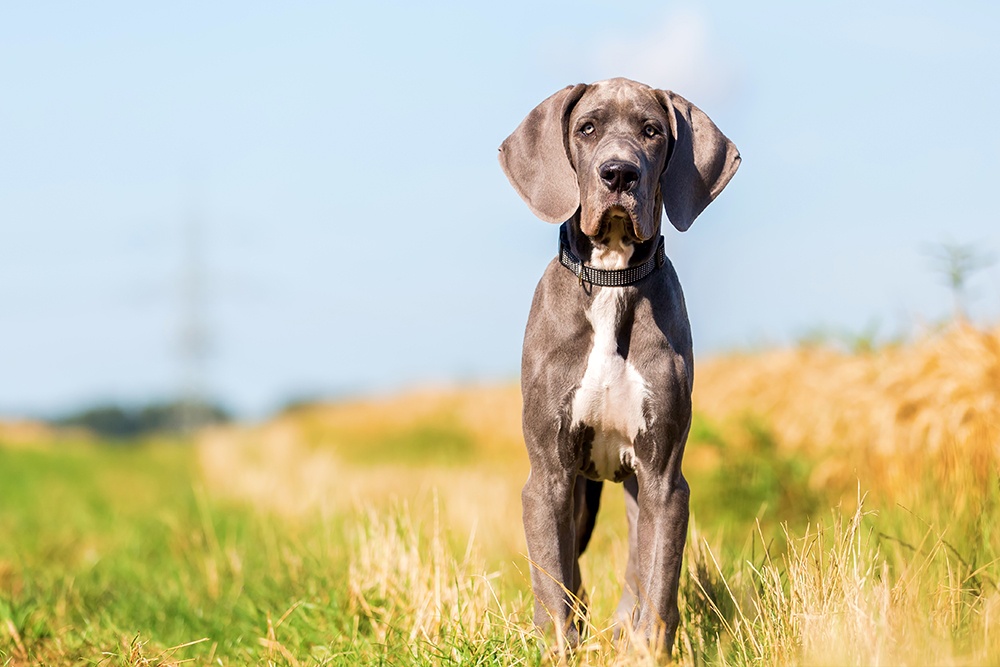 Great dane skin store allergies