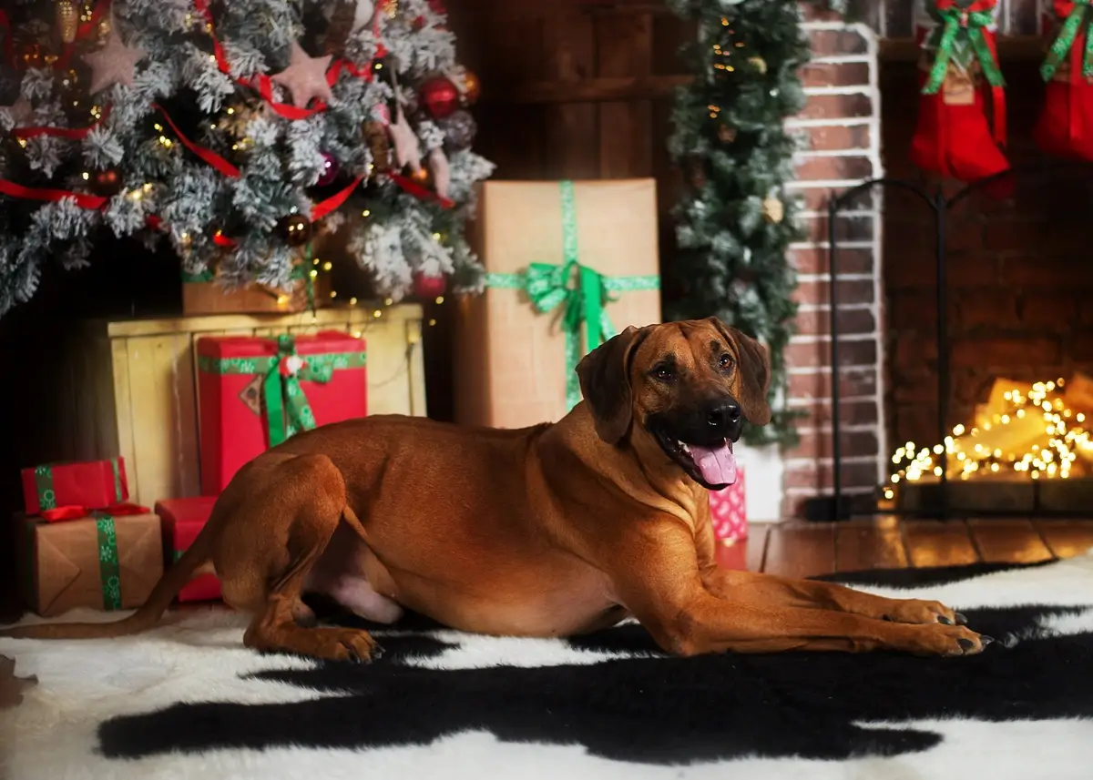 Dog lying down in front of Christmas present