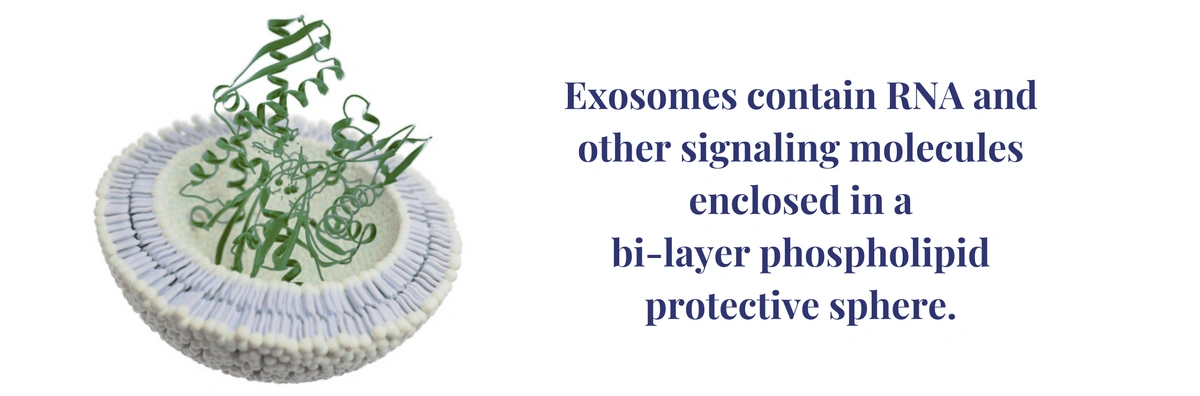 Exosomes contain RNA and other signaling molecules