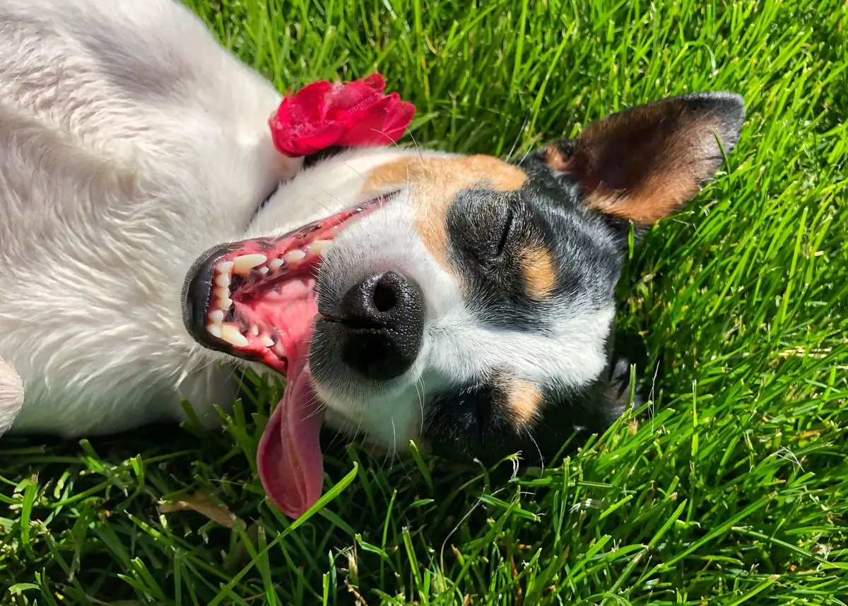 A happy dog with its tongue out lies on the grass facing the camera