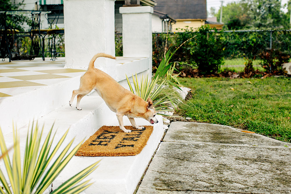 dog-proof your garden