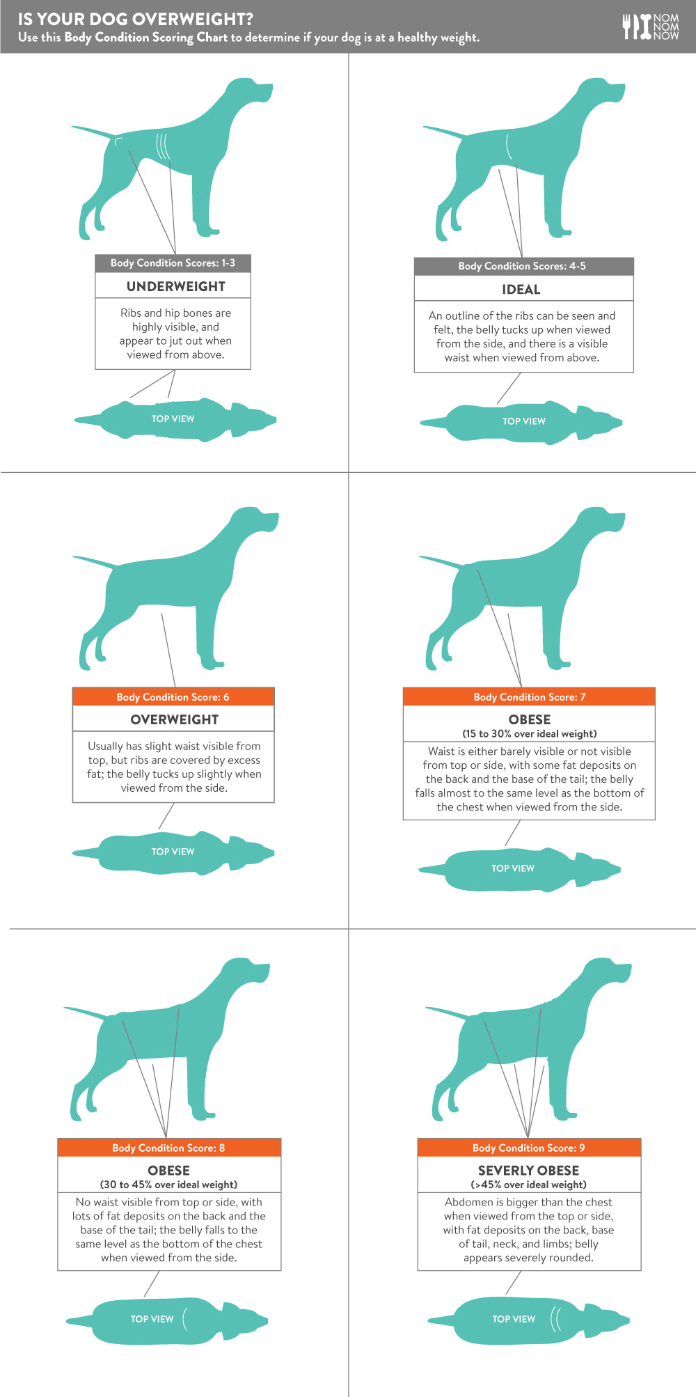 Overweight and Dog Weight Loss Plan - Nom Nom