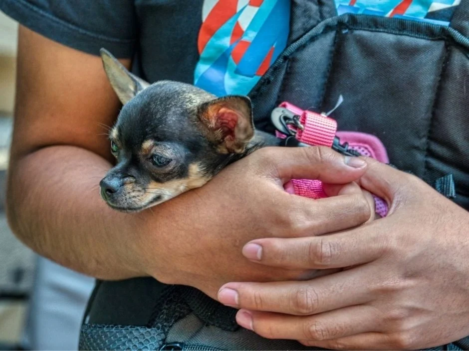 Black and tan Chihuahua puppy resting in an owner's arms wearing a pink harness showing the breed's loyal bond