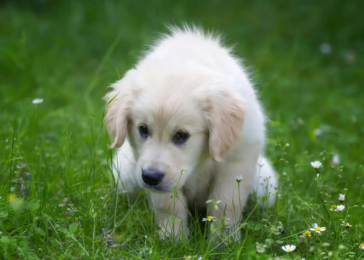 pottyoutside (1).webp