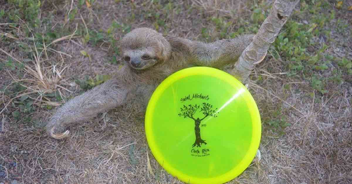 A sloth hangs on to a tree in front of a disc golf disc