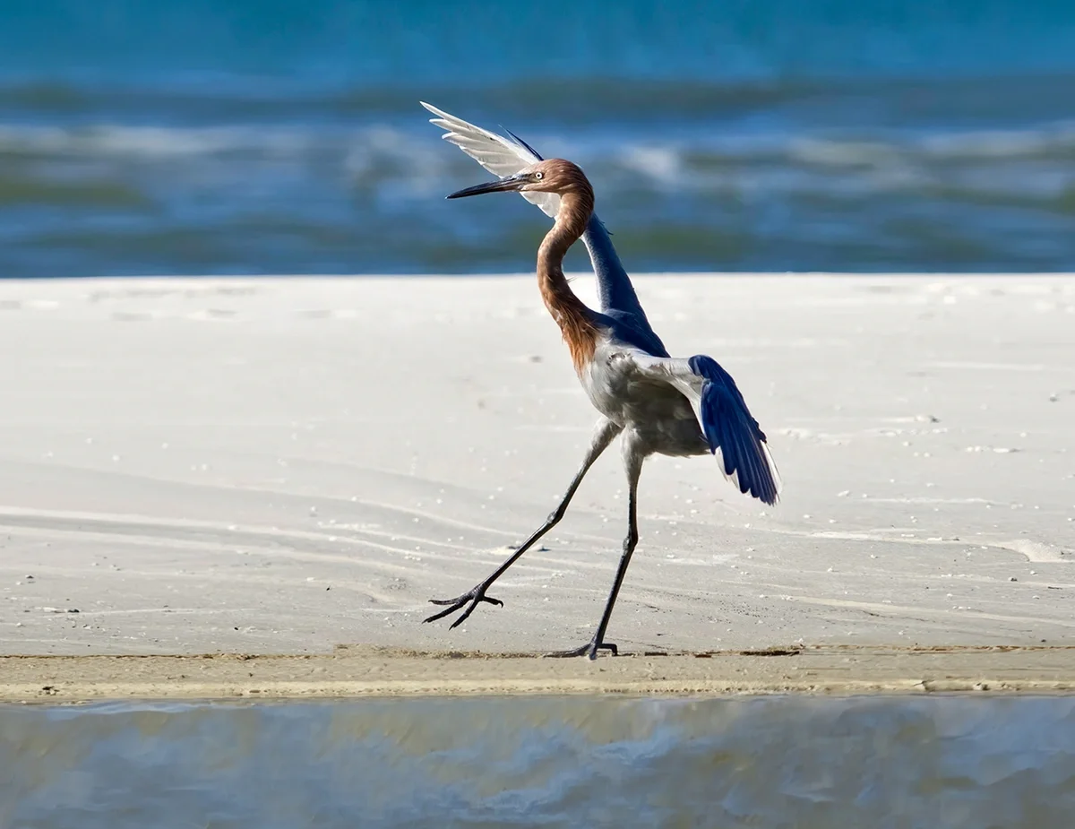 Alabama Birding Trails