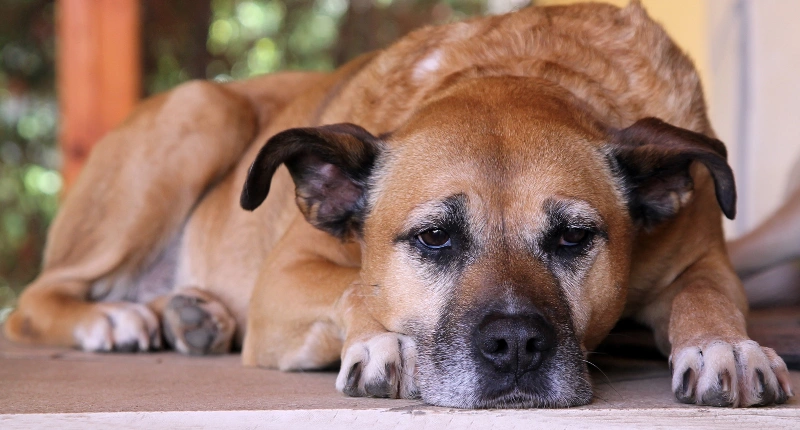 Senior Dog Essentials: Everything You Need for Older Dogs – Heads Up For  Tails