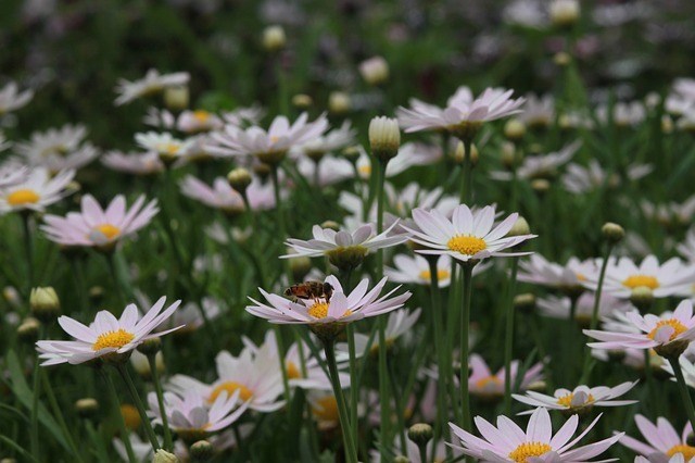 Shasta Daisies