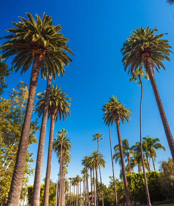 Ground up view of palm trees in California