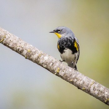 Alabama Birds Yellow-Rumped Warbler
