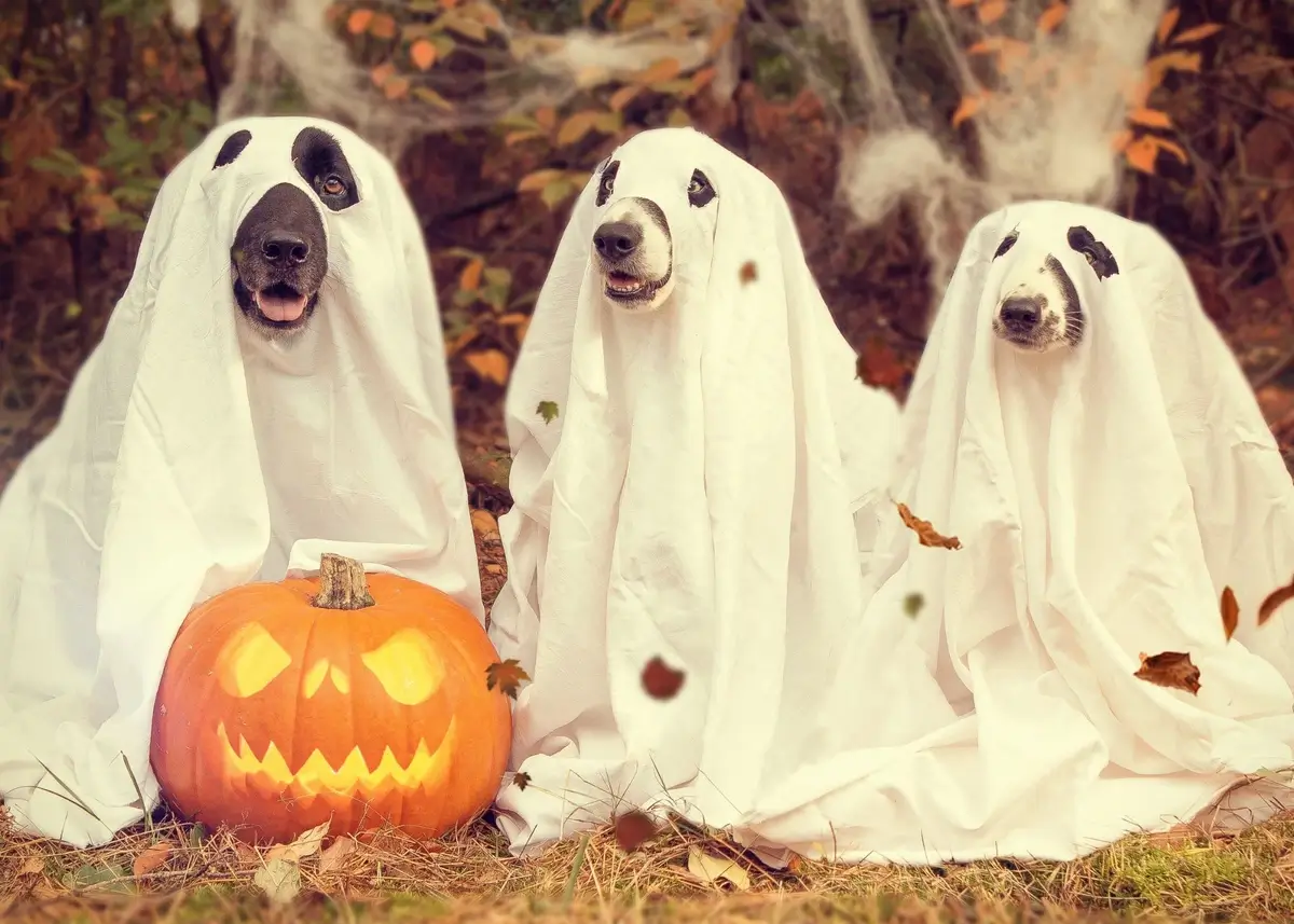 3 sitting dogs pose as ghosts with a jack-o'-lantern