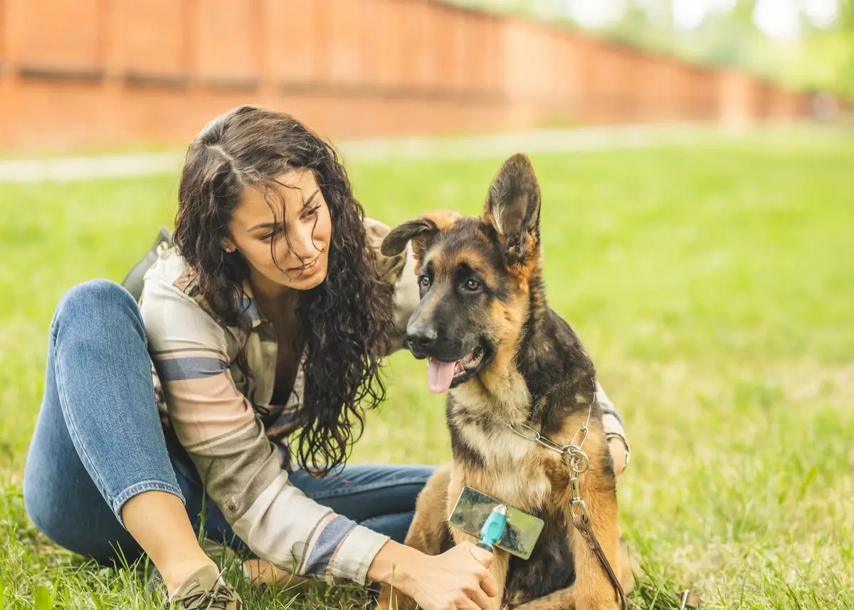 A seated woman brushes a German Shepherd puppy outside