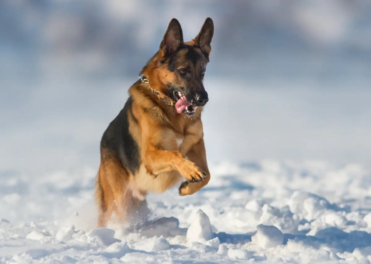 german.shepherd.snow (1).webp