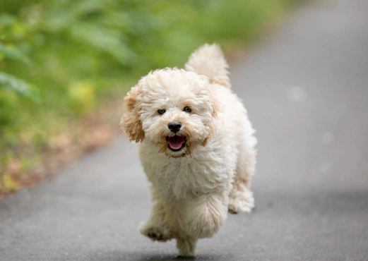 activemaltipoo.webp