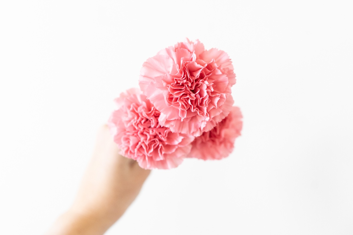 Pink Carnations