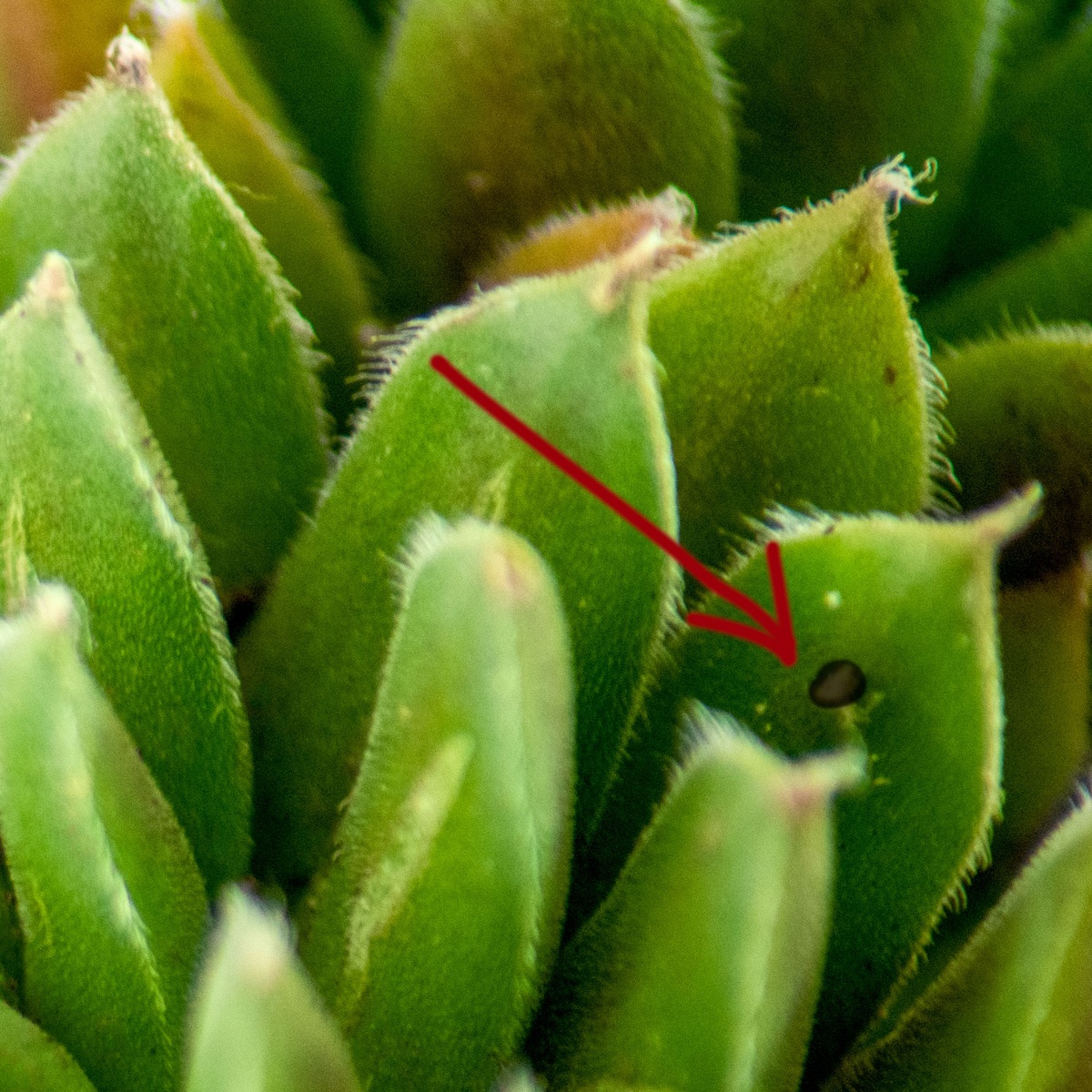 Closeup of succulent that shows the healing brush tool working on a dirt spot