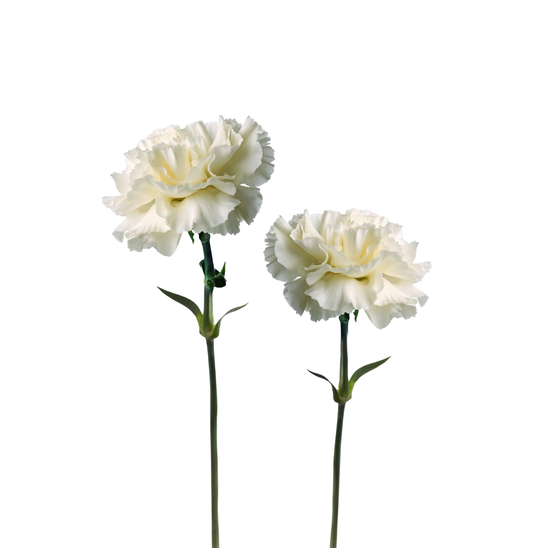 Seasonal Bouquets. Always Fresh. Delivered On Time. | Callia