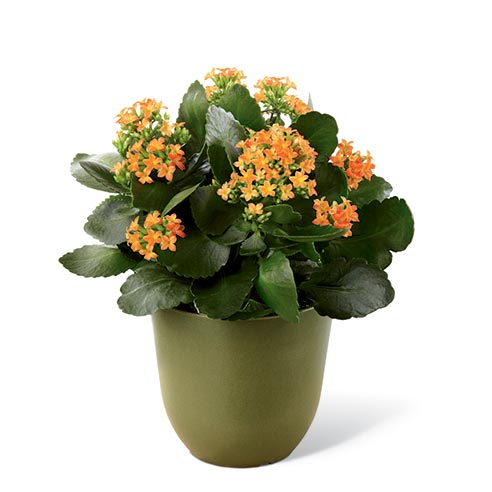 Orange kalanchoe plant st Patrick's Day plant delivered in a green planter vase