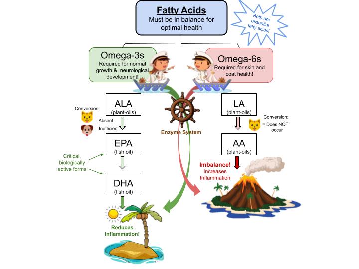 Omega 3 and omega 6 fatty acids 2024 for dogs