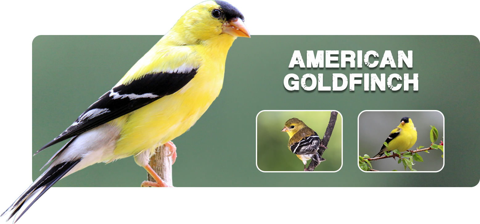 American Goldfinch