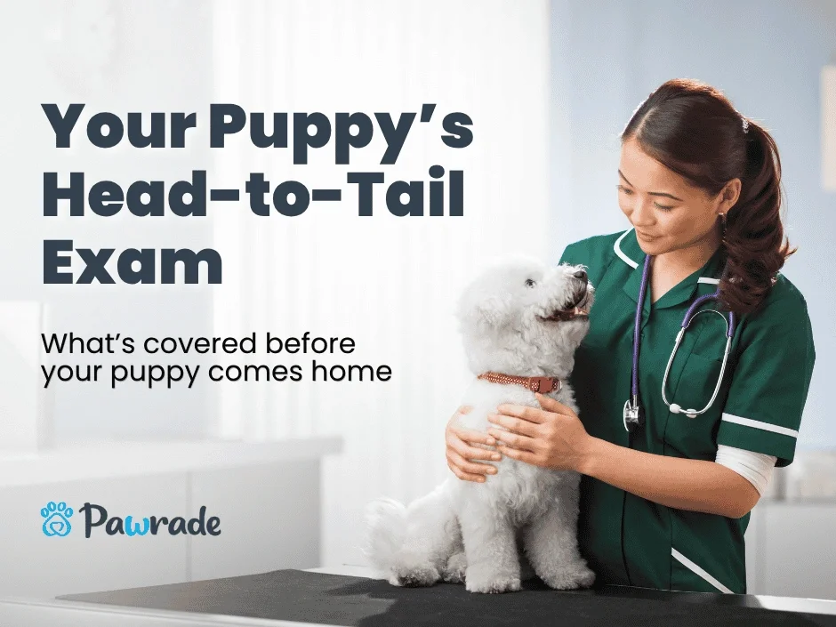 Pawrade veterinarian in green scrubs holding white puppy during required head-to-tail exam