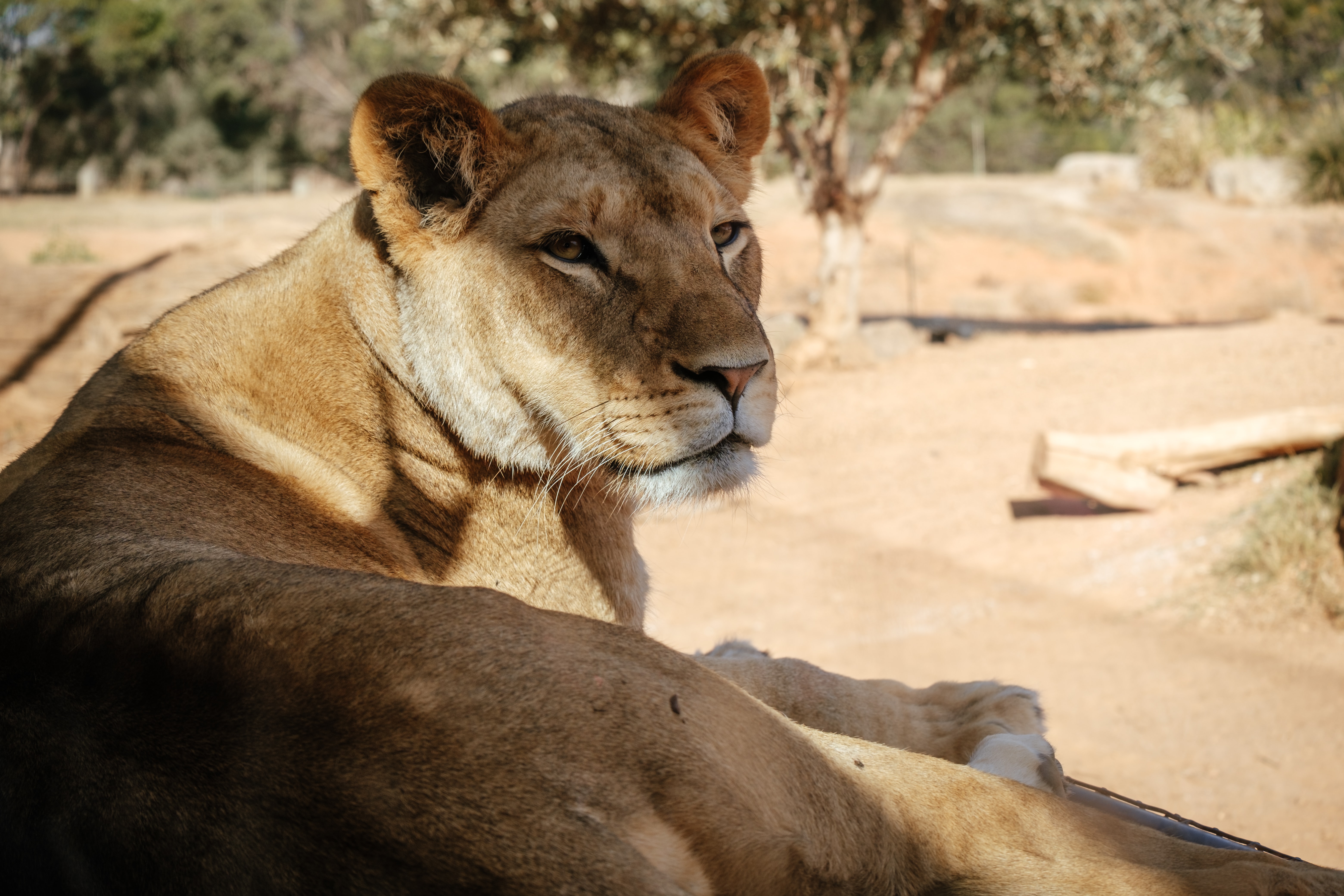 Les Felins D Afrique Blog Odysway Odysway