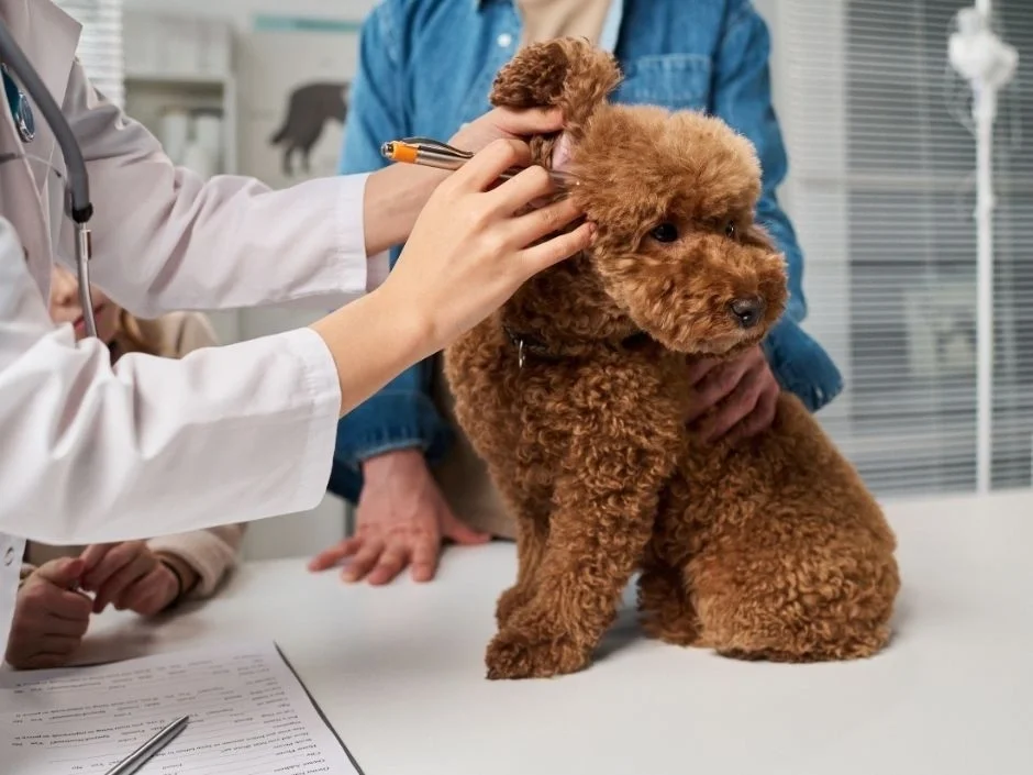 veterinarian using otoscope to examine poodle puppy ear for ticks and infection during VHR