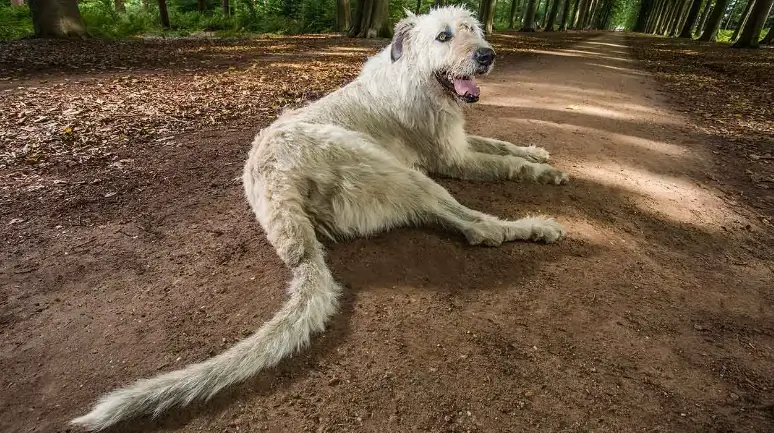 longesttail (1).webp