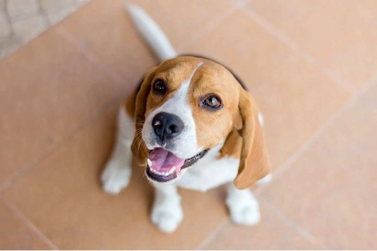 Young beagle with short smooth coat sitting on a tile floor and looking up at the camera