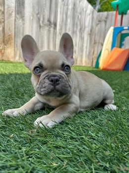 frenchbulldogpuppy.webp
