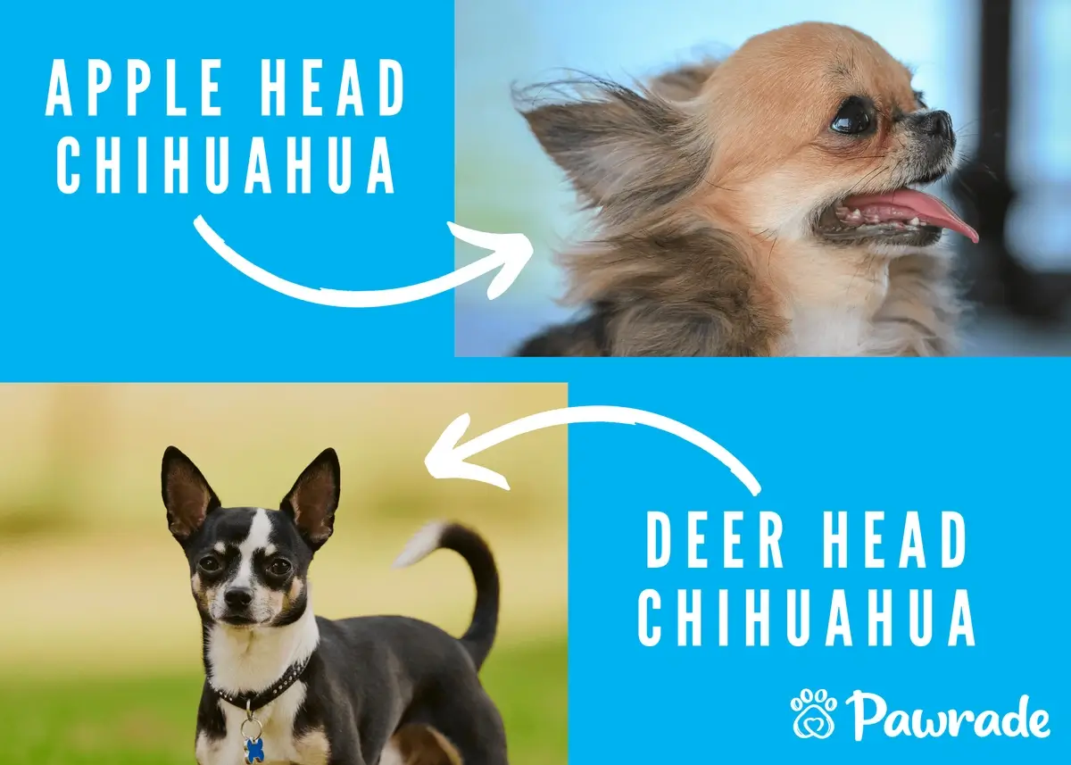 deerheadvsappleheadchihuahua (1).webp