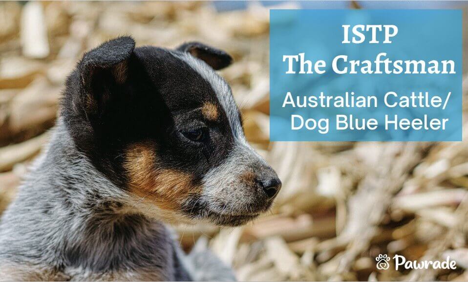 ISTP Craftsman Cattle dog (1).jpg