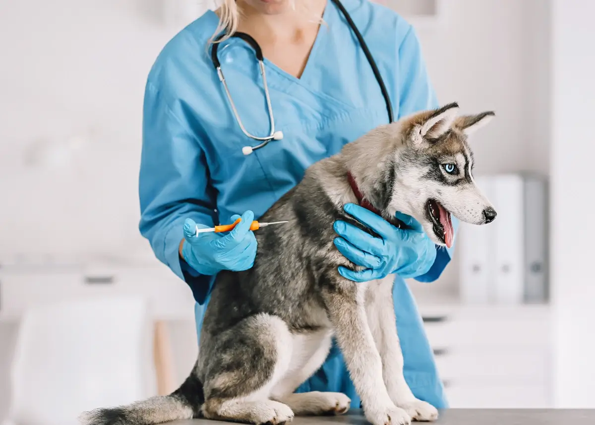 husky.vaccines (1).webp