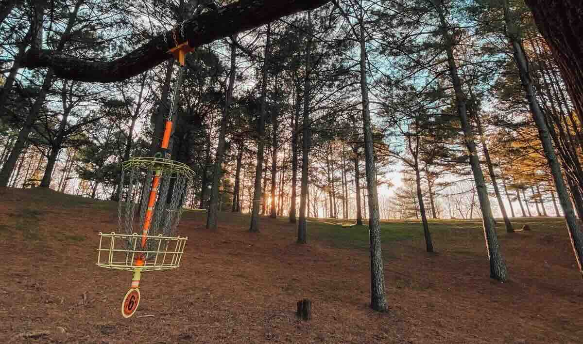 A disc golf basket hands from a tree branch at sunset