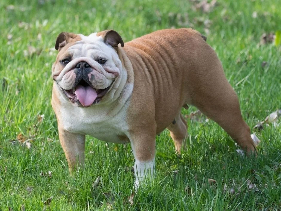 Red and white English Bulldog standing in green grass showing wide stance wrinkled face and rose ears