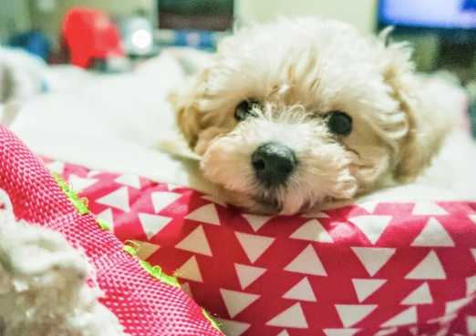 cozymaltipoo.webp