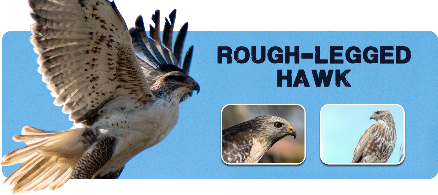 Rough-Legged Hawk