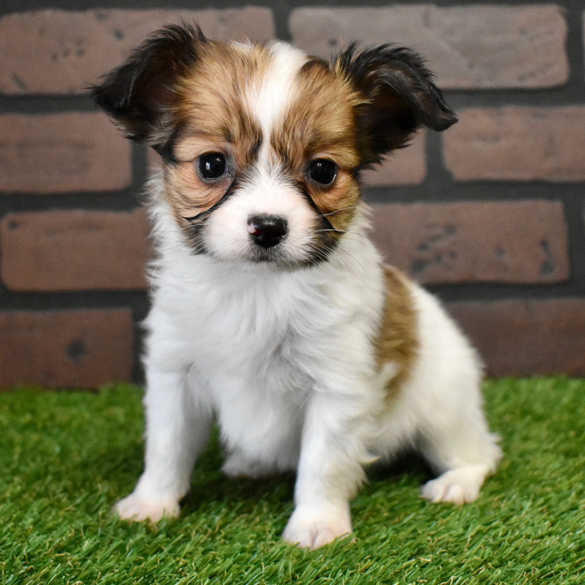 papillon puppies