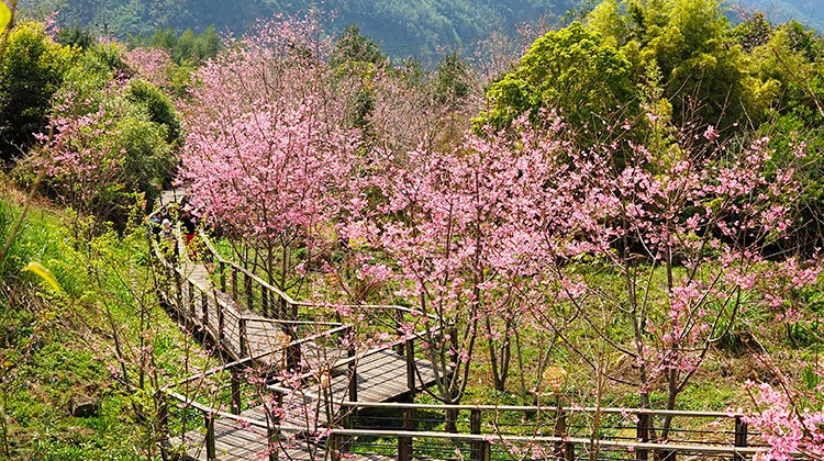 阿里山櫻花 台灣櫻花