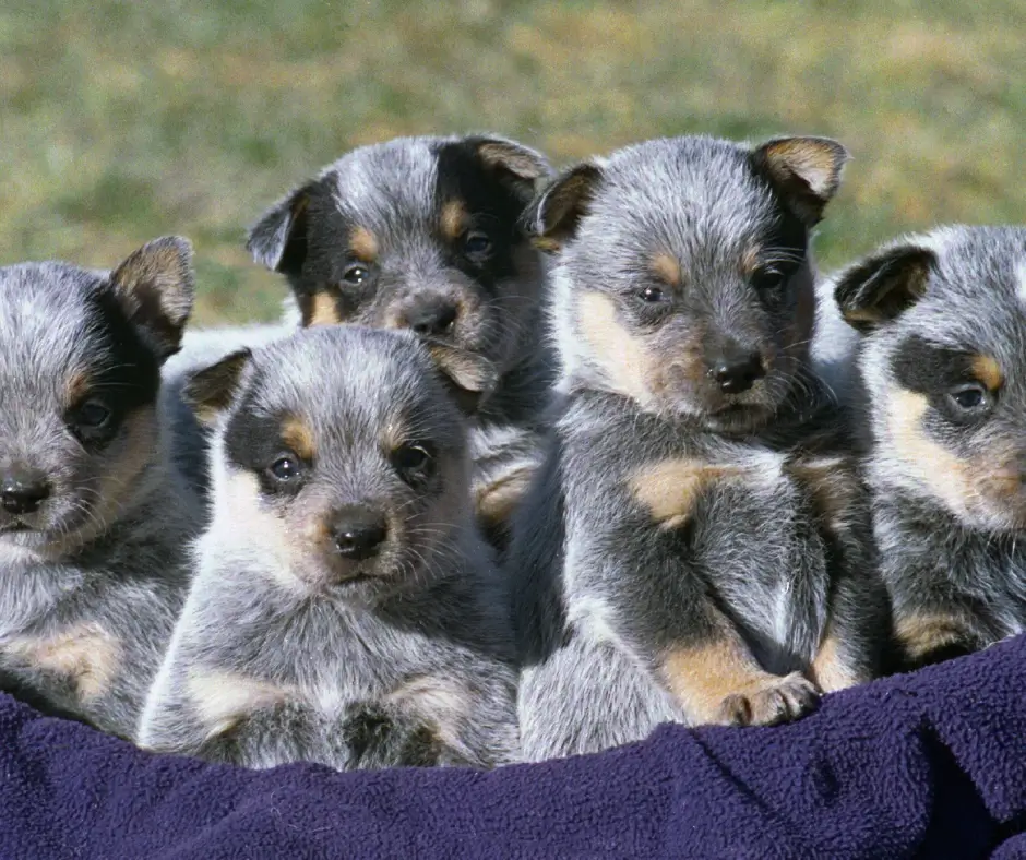 Why Does My Puppy's Coat Change Colors?