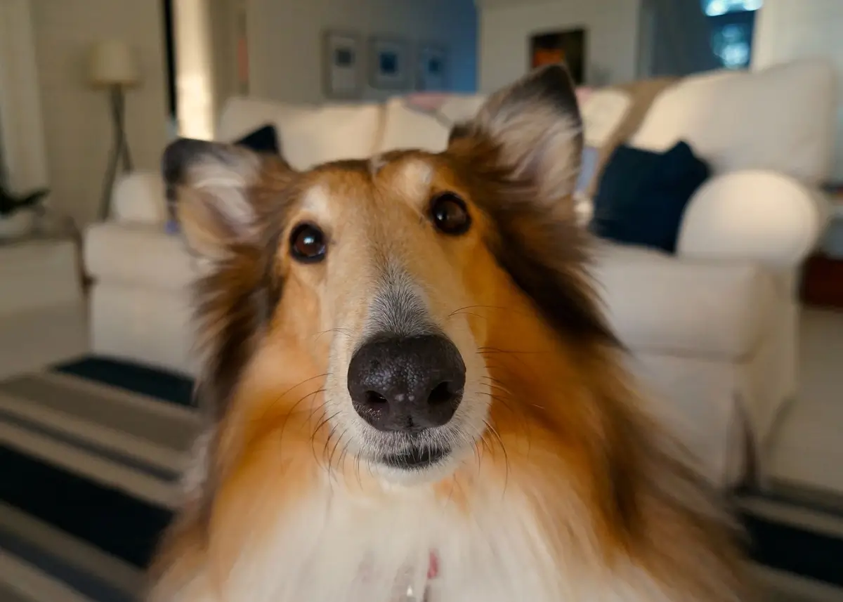 collie.central (1).webp