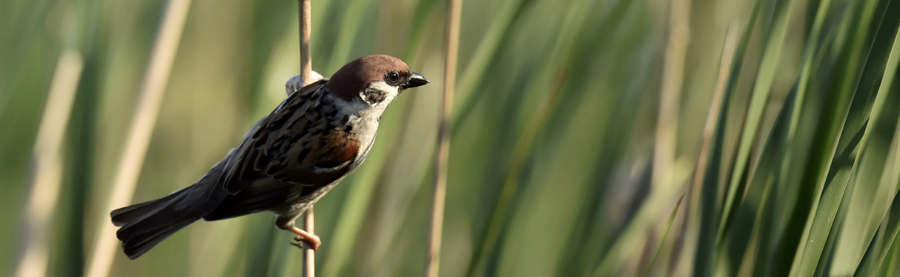 Common Winter Birds