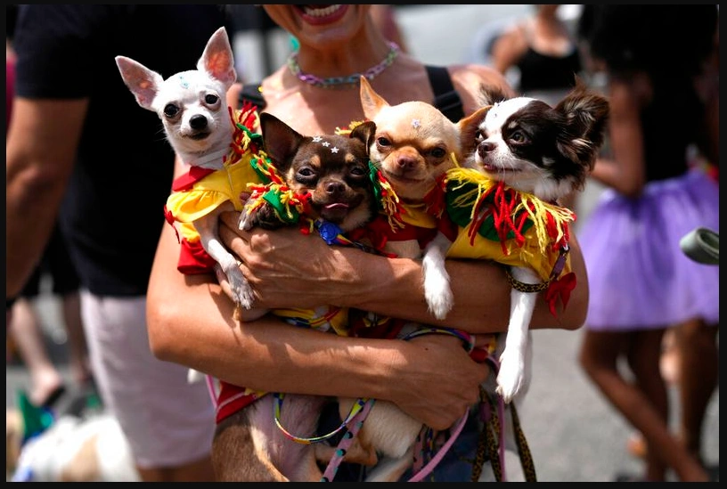 chihuahuafestival.webp