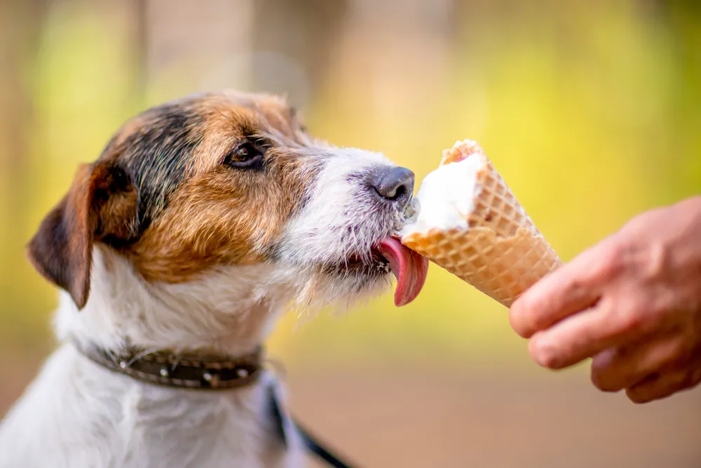 A small brown-and-white dog licks vanilla ice cream from a waffle cone held by a person outdoors.