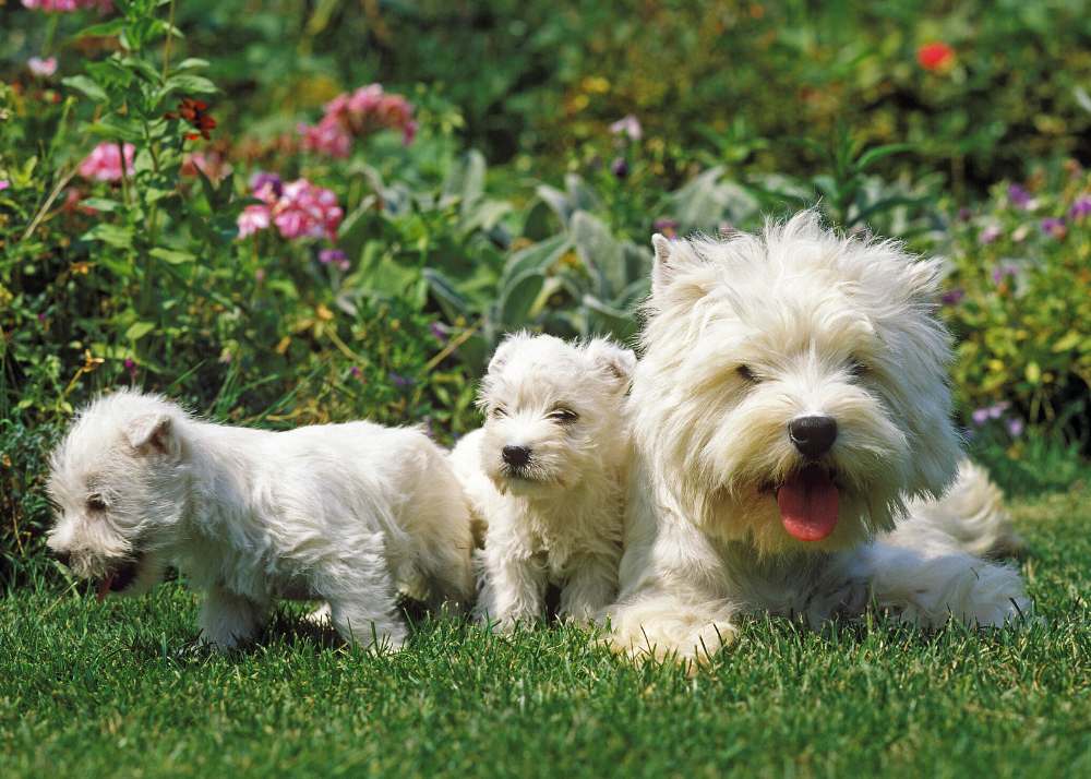 Westie puppy feeding clearance guide