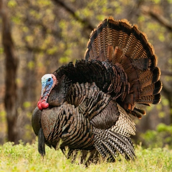 Alabama Birds Wild Turkey